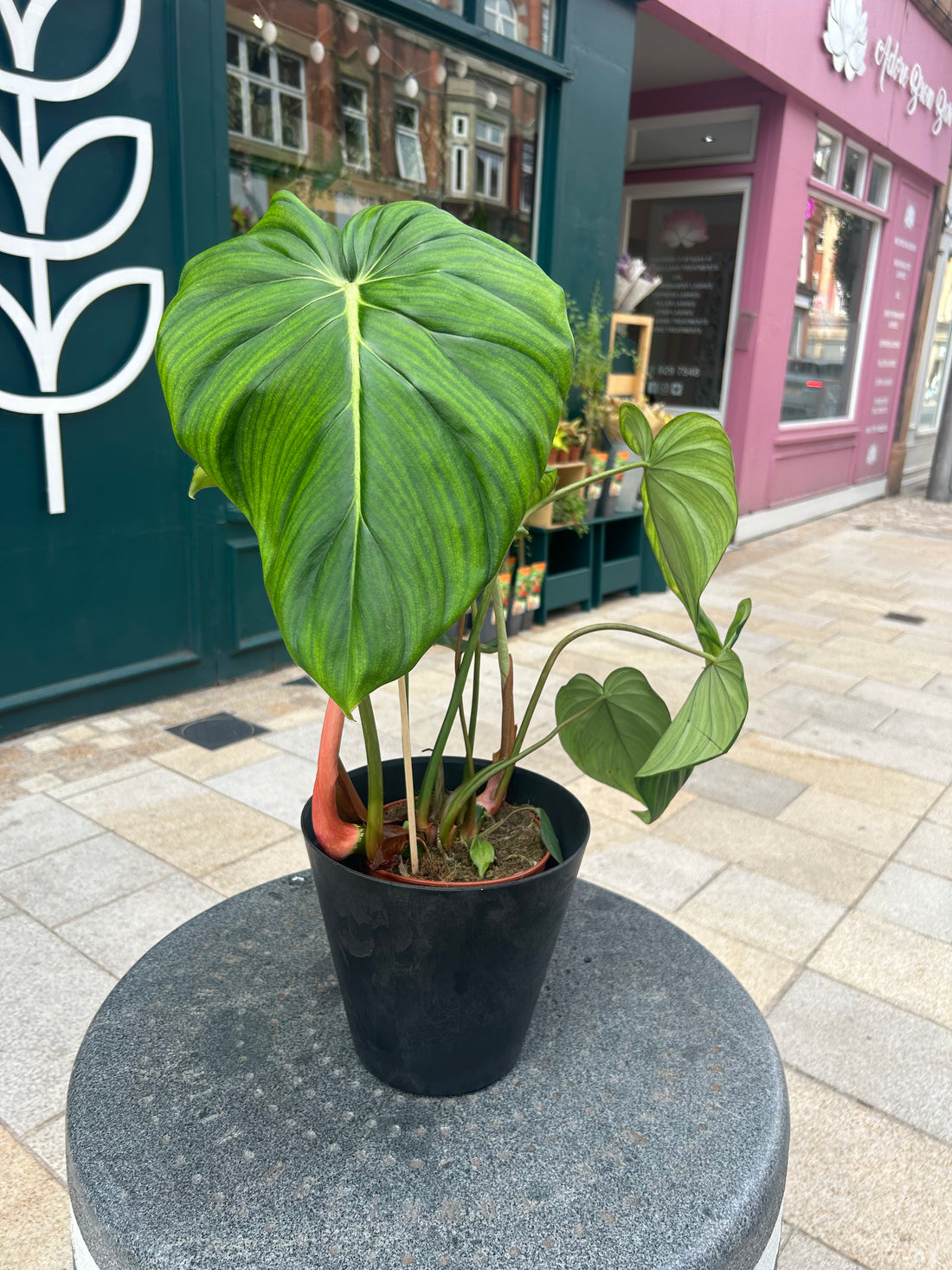 Philodendron Pastazanum