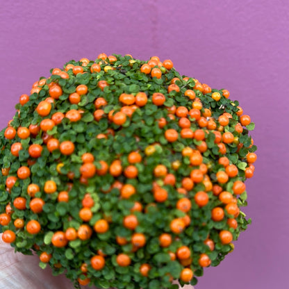 Nertera Granadensis