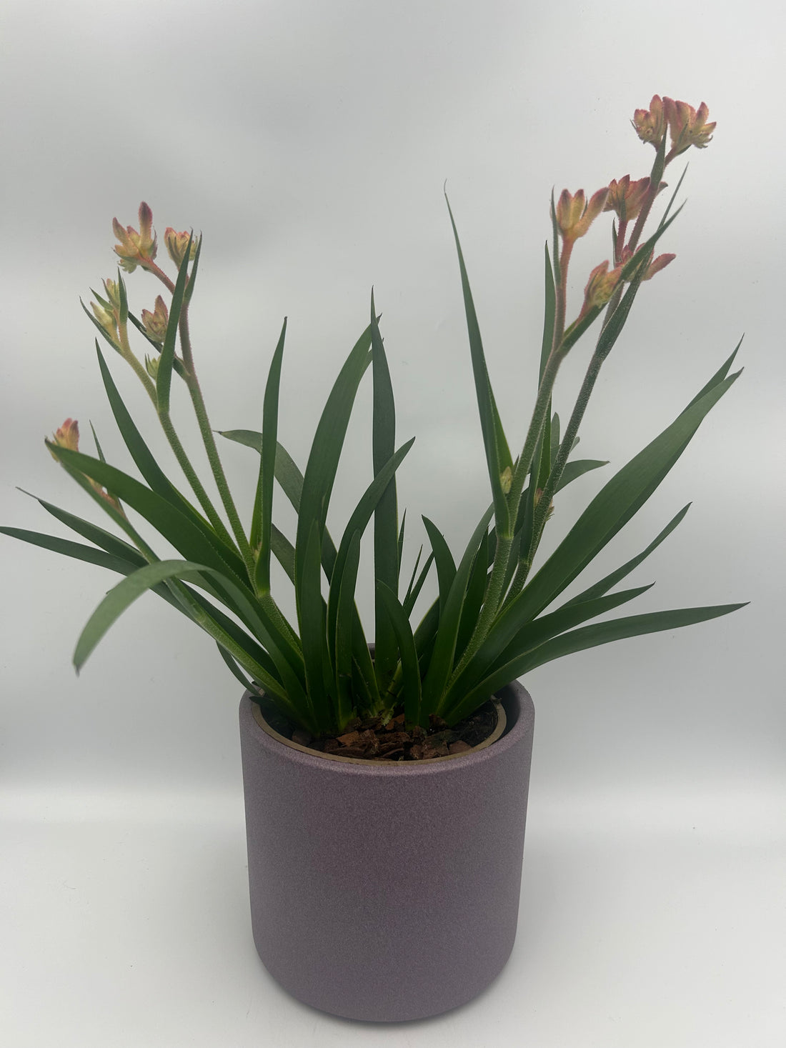 Kangaroo Paw