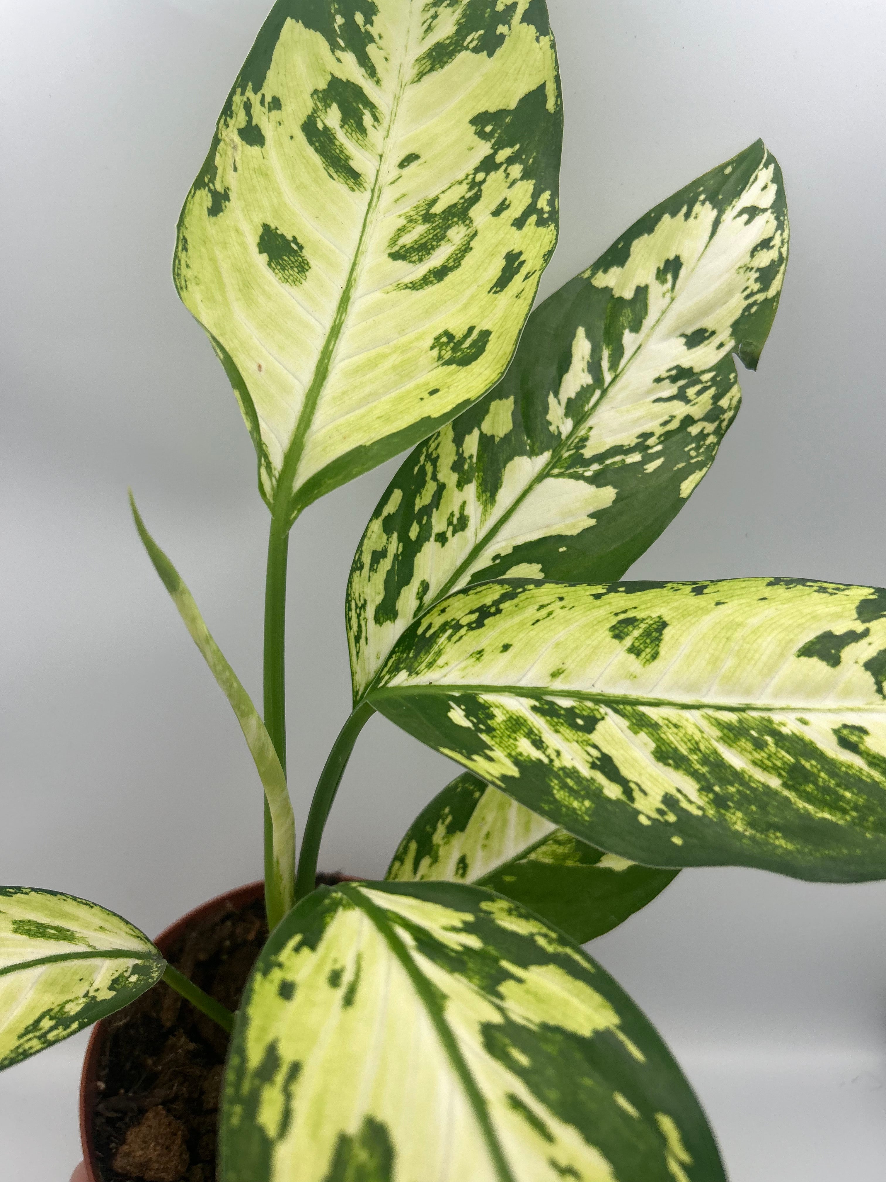 Dieffenbachia Yellow Star (Rare)