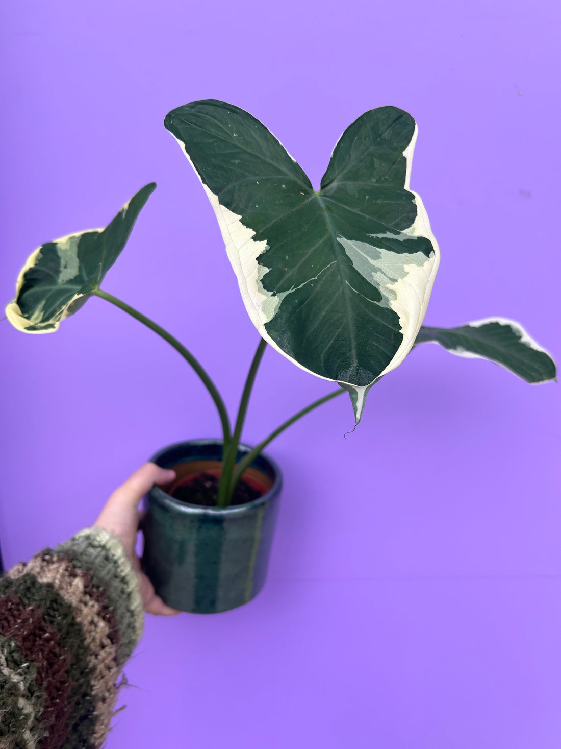 Alocasia Mickey Mouse