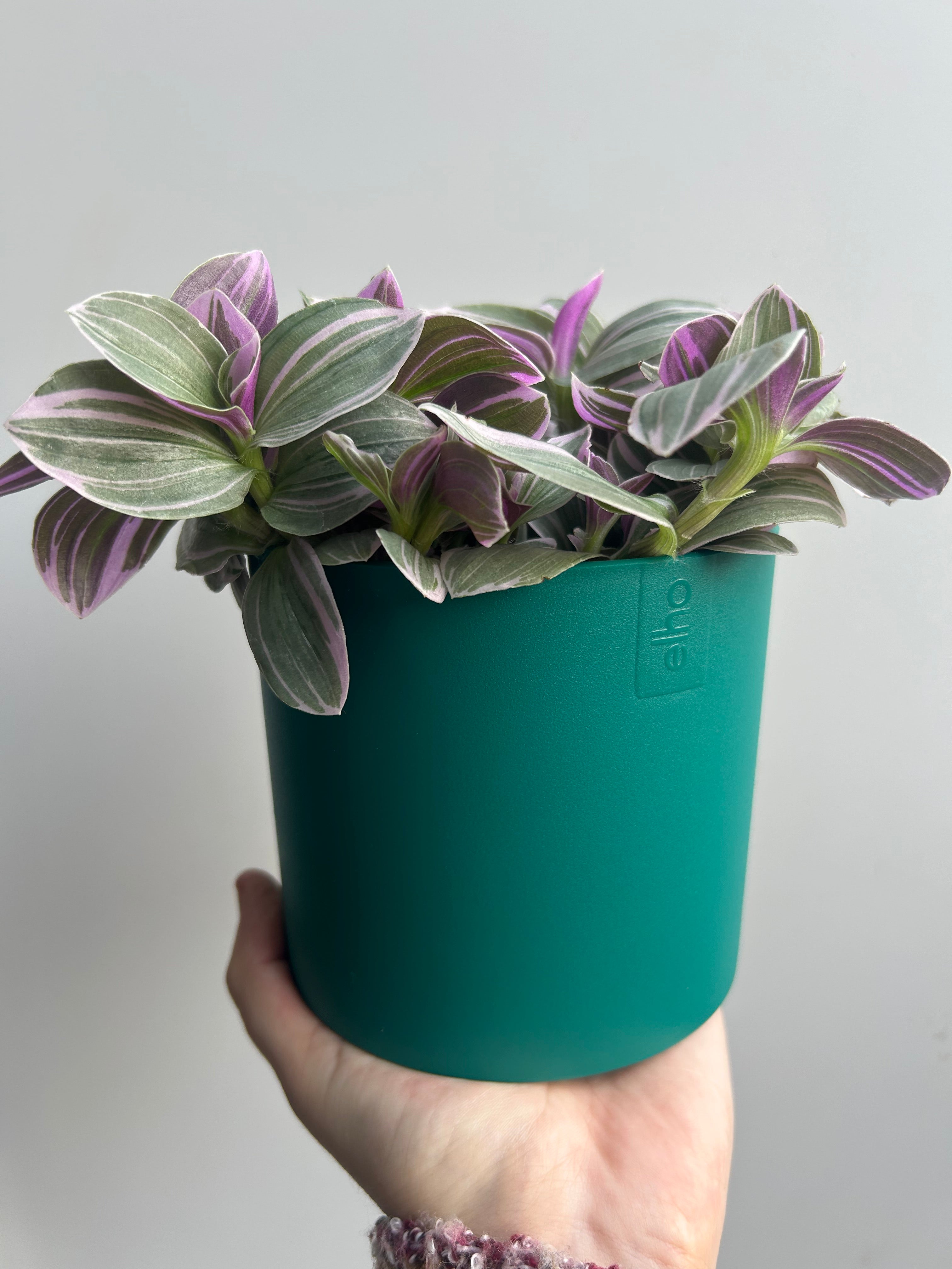Tradescantia Sweetness