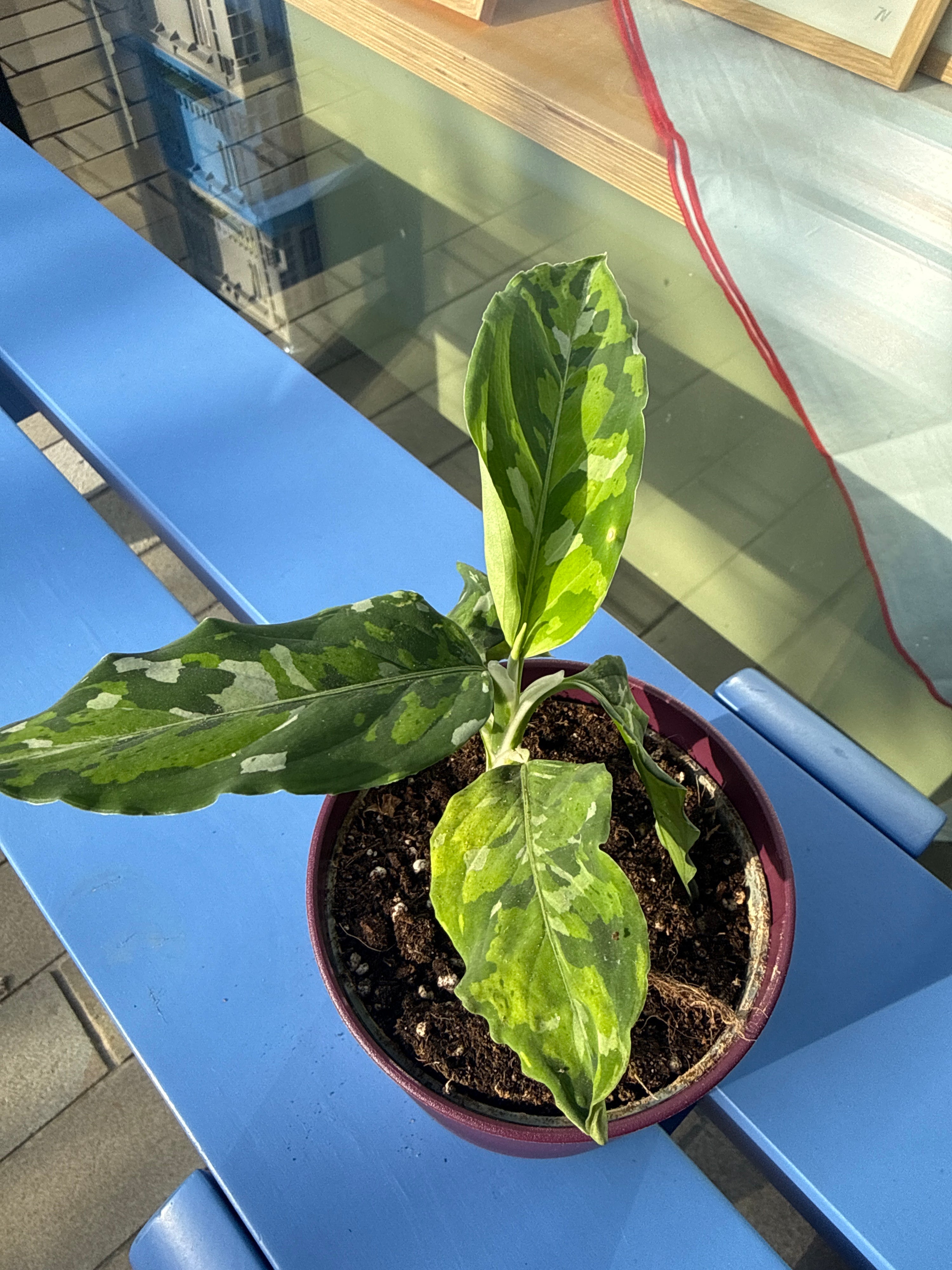 Aglaonema Variegated