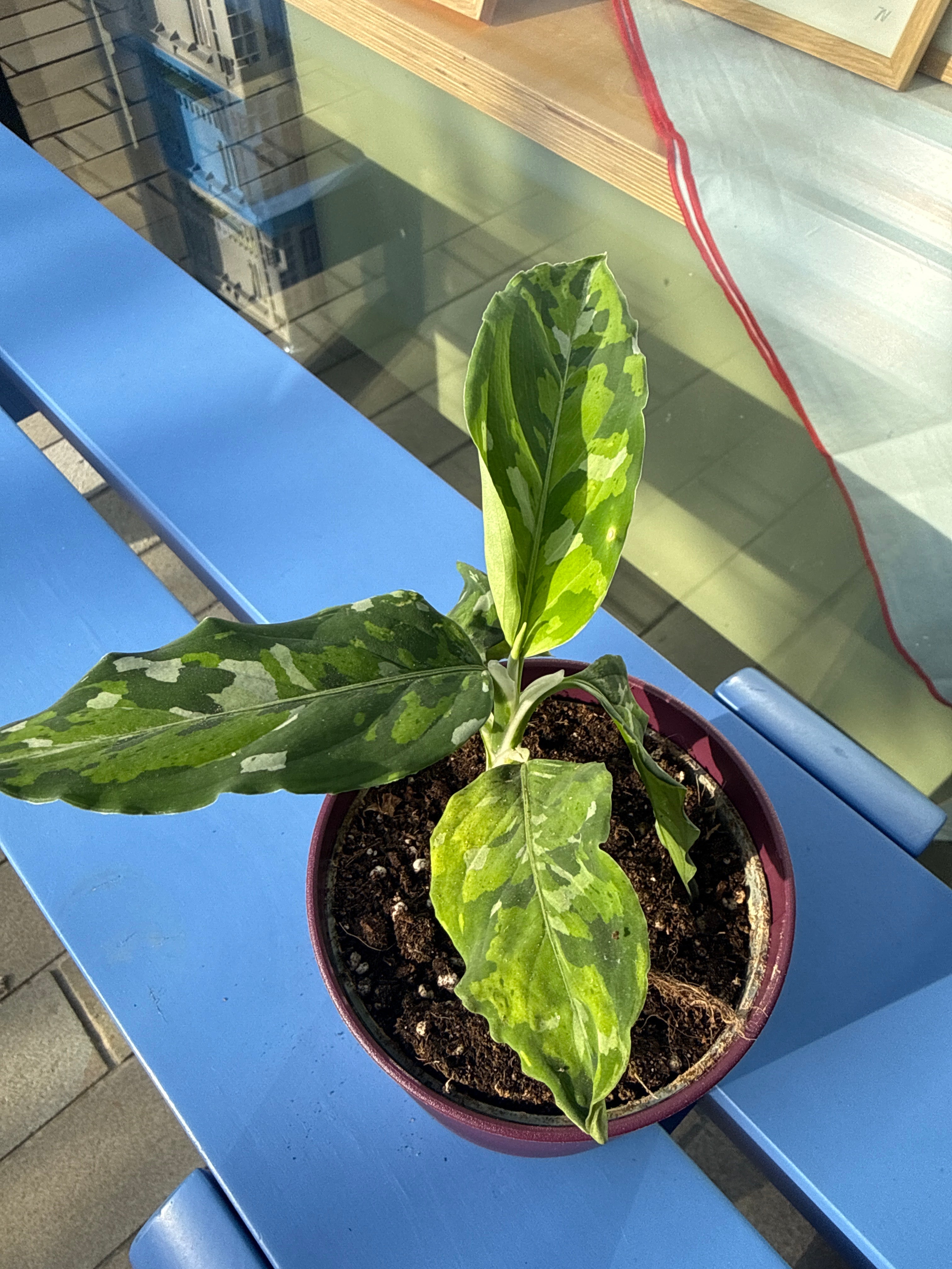 Aglaonema Variegated