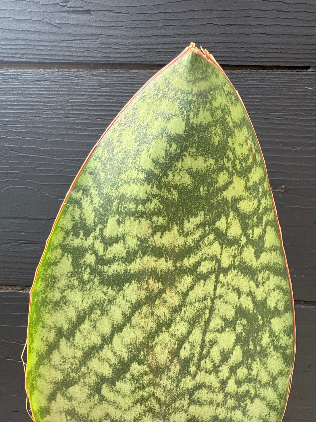 Sansevieria Whale Fin
