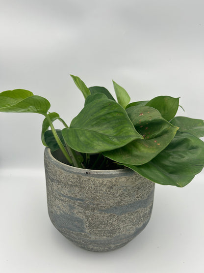 Epipremnum Global Green