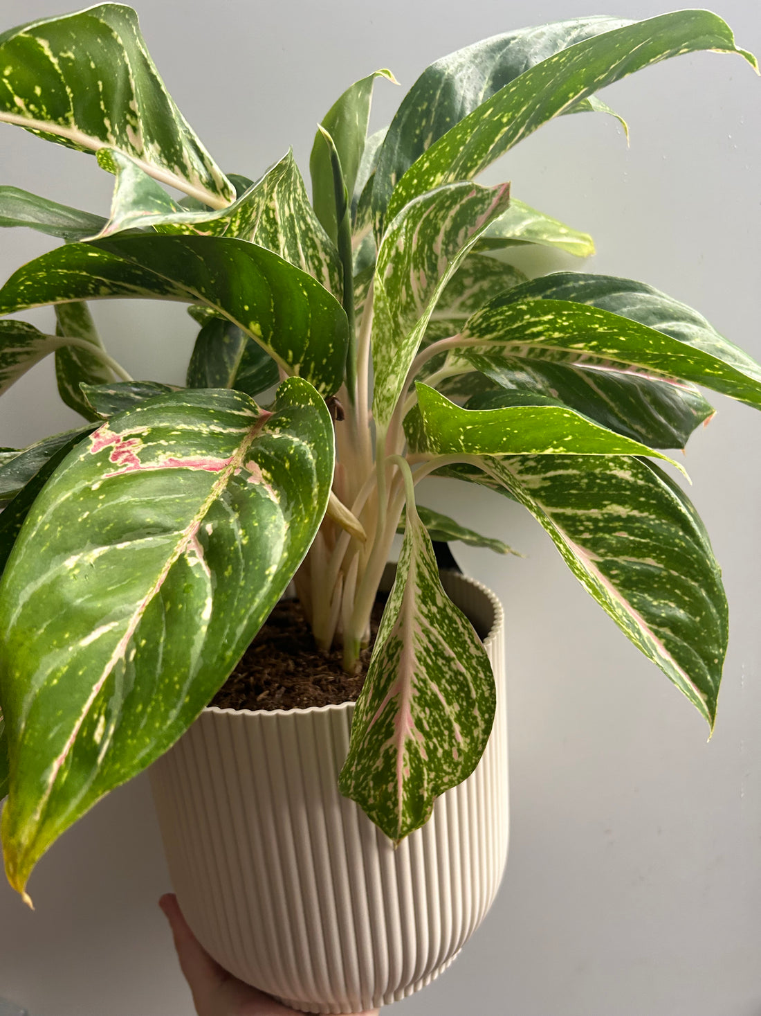 Aglaonema Coco Green