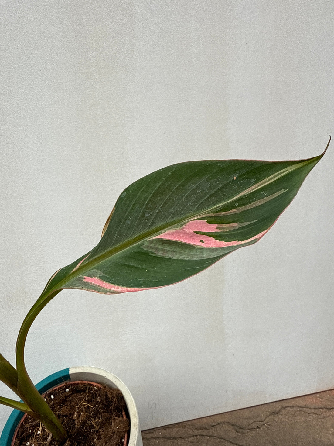 Musa Nono
