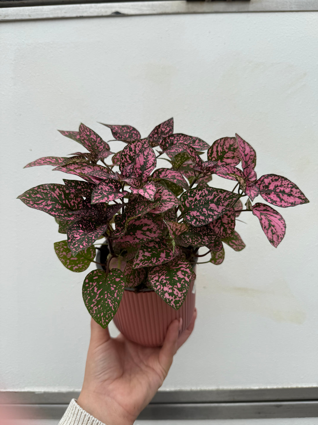 Hypoestes Confetti