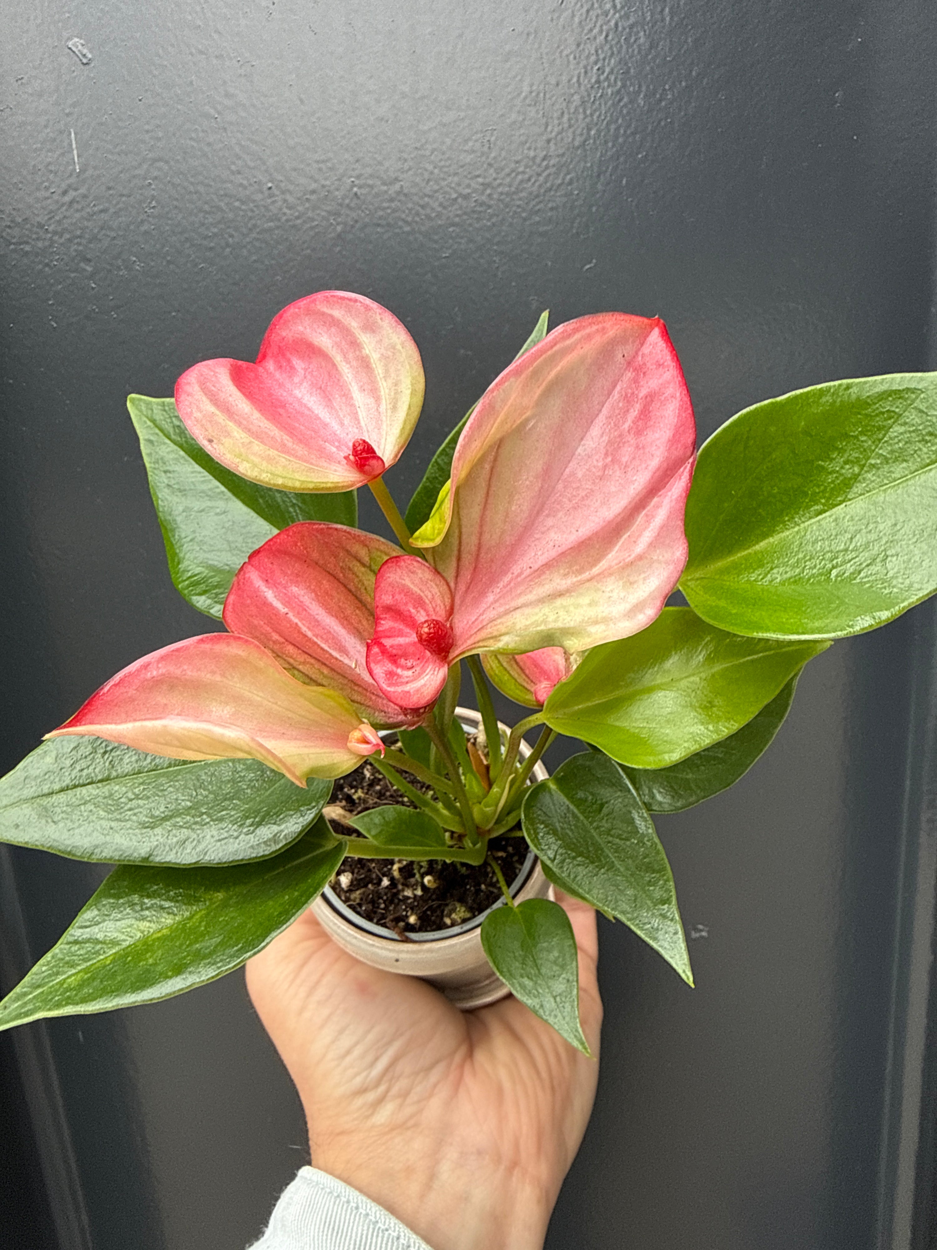 Anthurium Matata in Sand pot