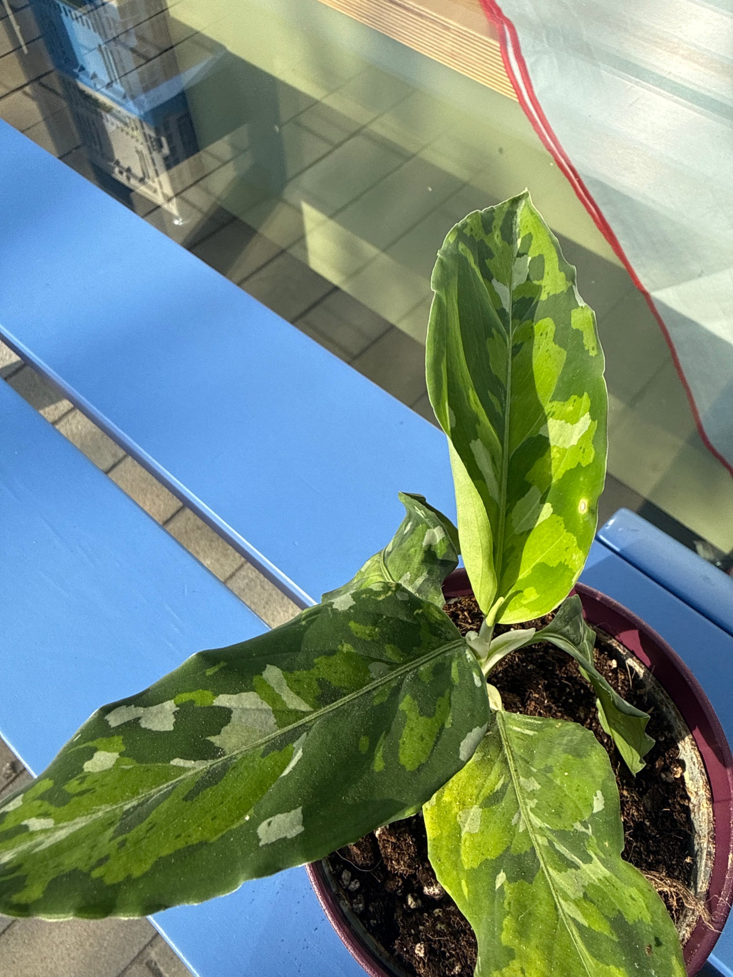 Aglaonema Variegated