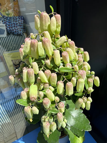 Kalanchoe Magic Bells