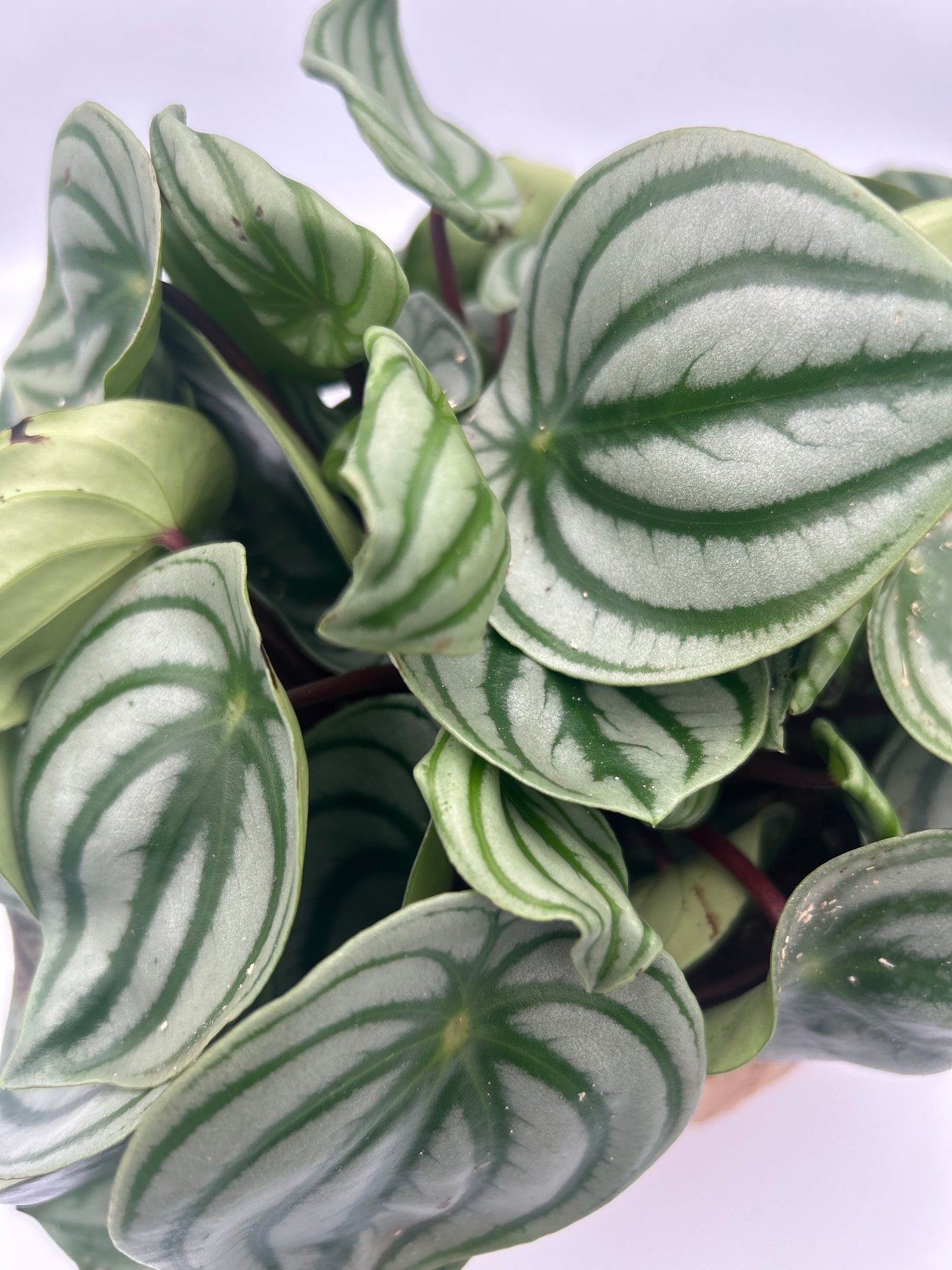 Peperomia argyreia