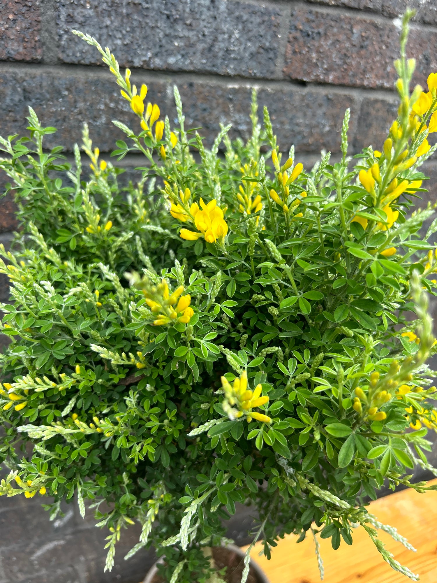 Genista Ball on Stem (Includes Terracotta Pot)
