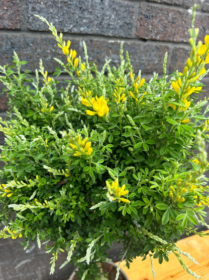 Genista Ball on Stem (Includes Terracotta Pot)