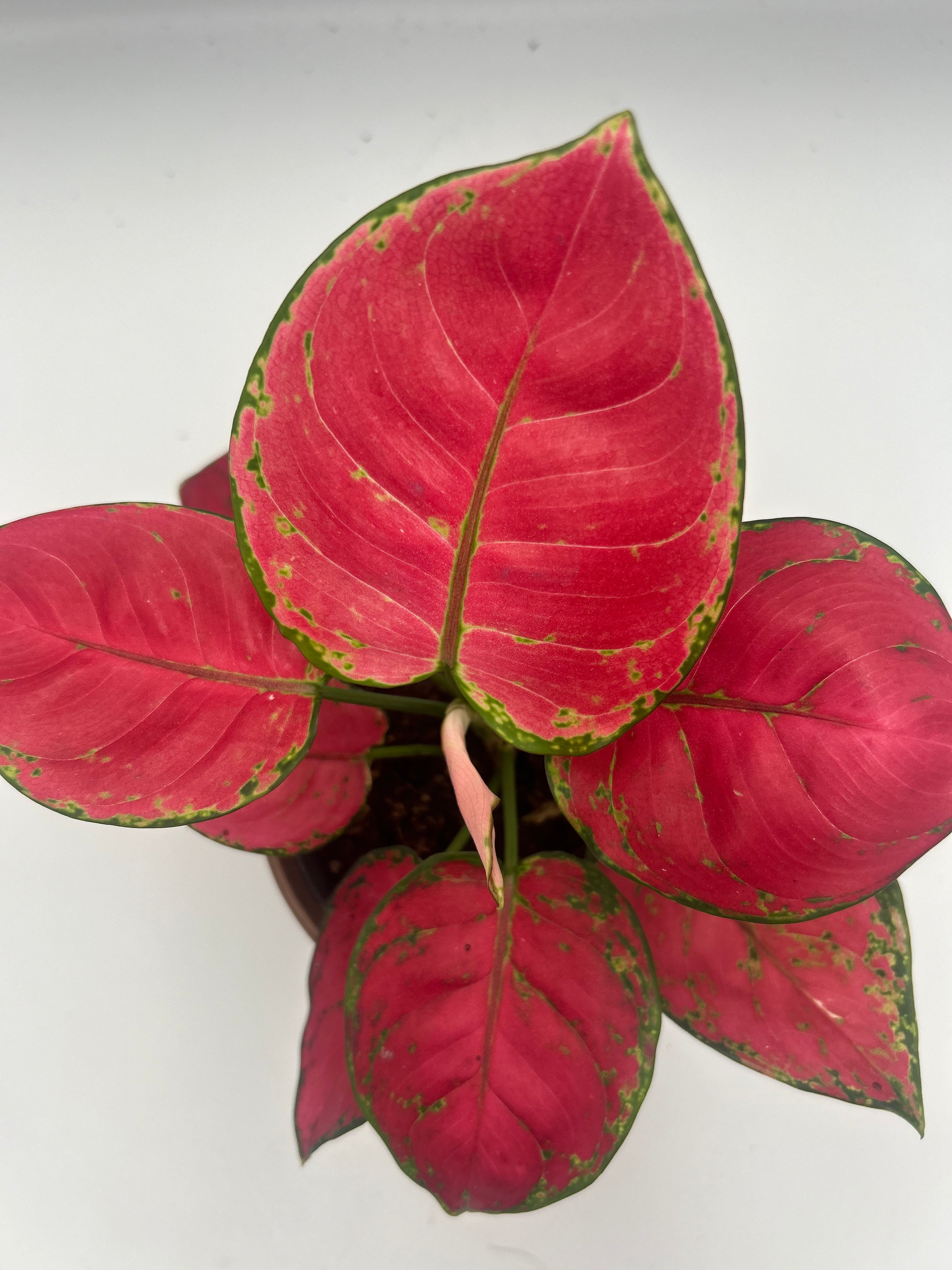 Aglaonema Red Joy