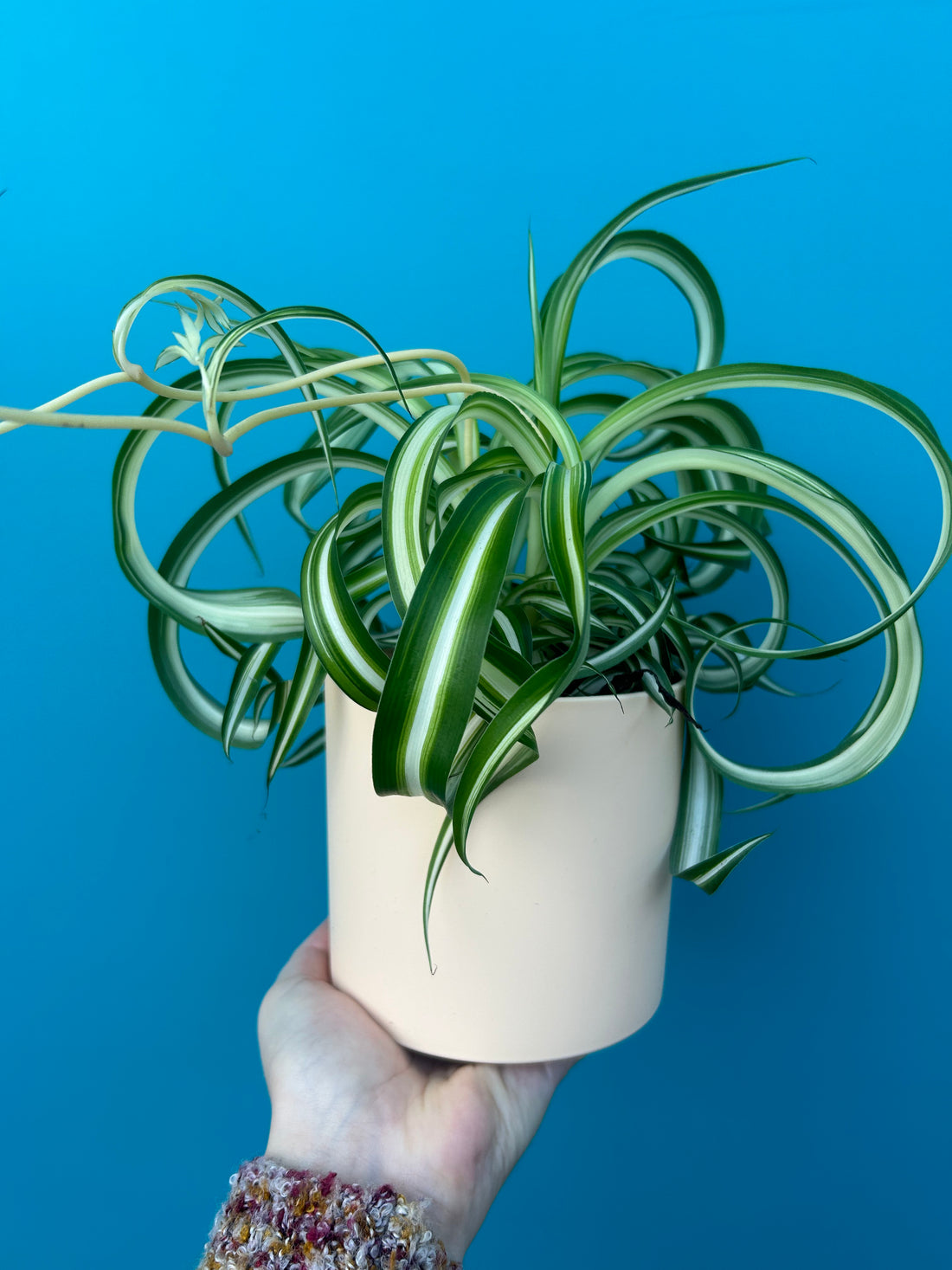 Chlorophytum comosum ‘Bonnie’