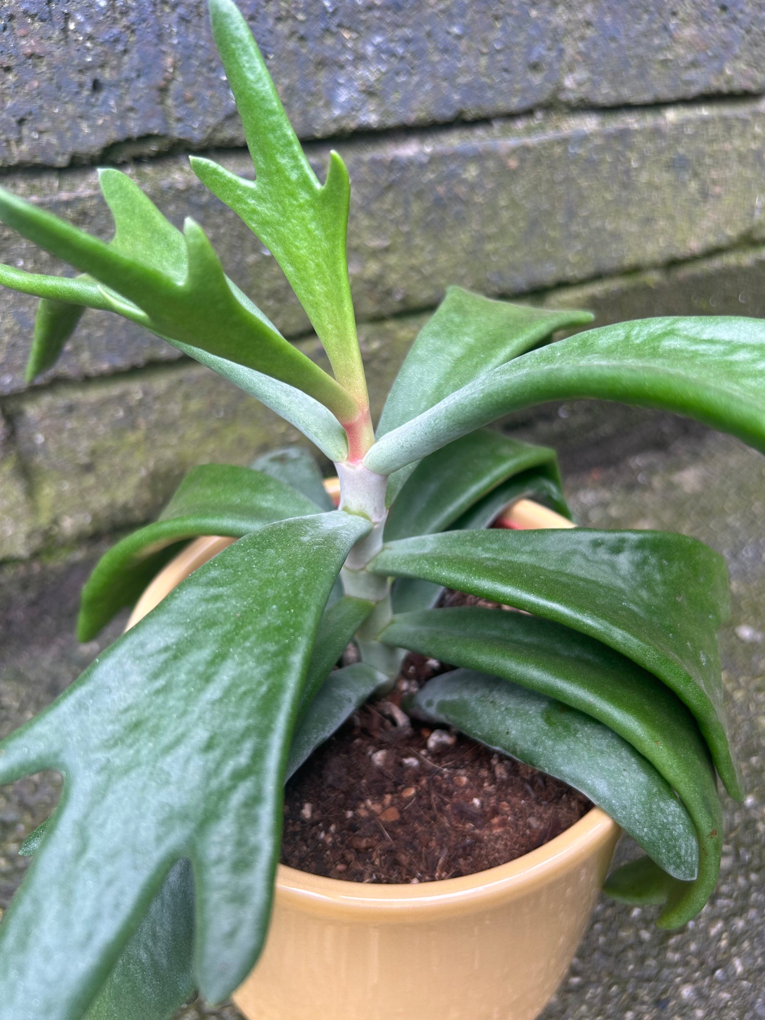 antler succulent Cotyledon 'Rudolph's Antler' – Stunning Succulent with Antler-Shaped Leaves