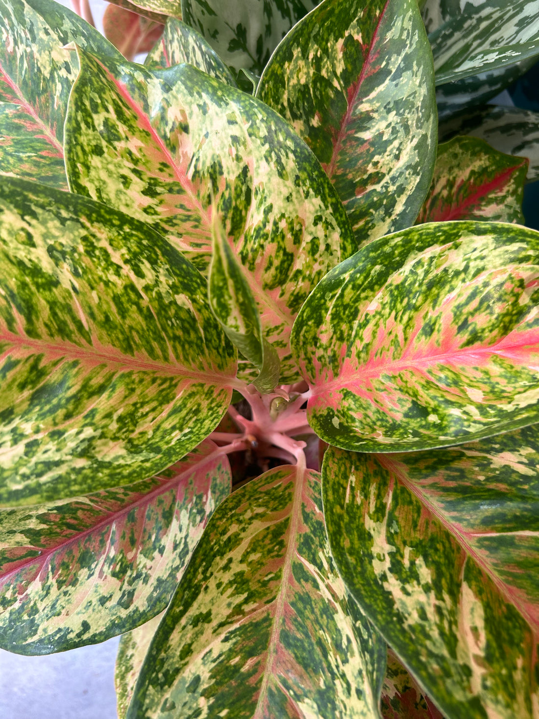 Aglaonema TrioicXcolor Painted