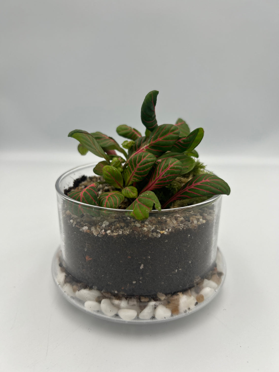 Fittonia Dome Terrarium (Large)