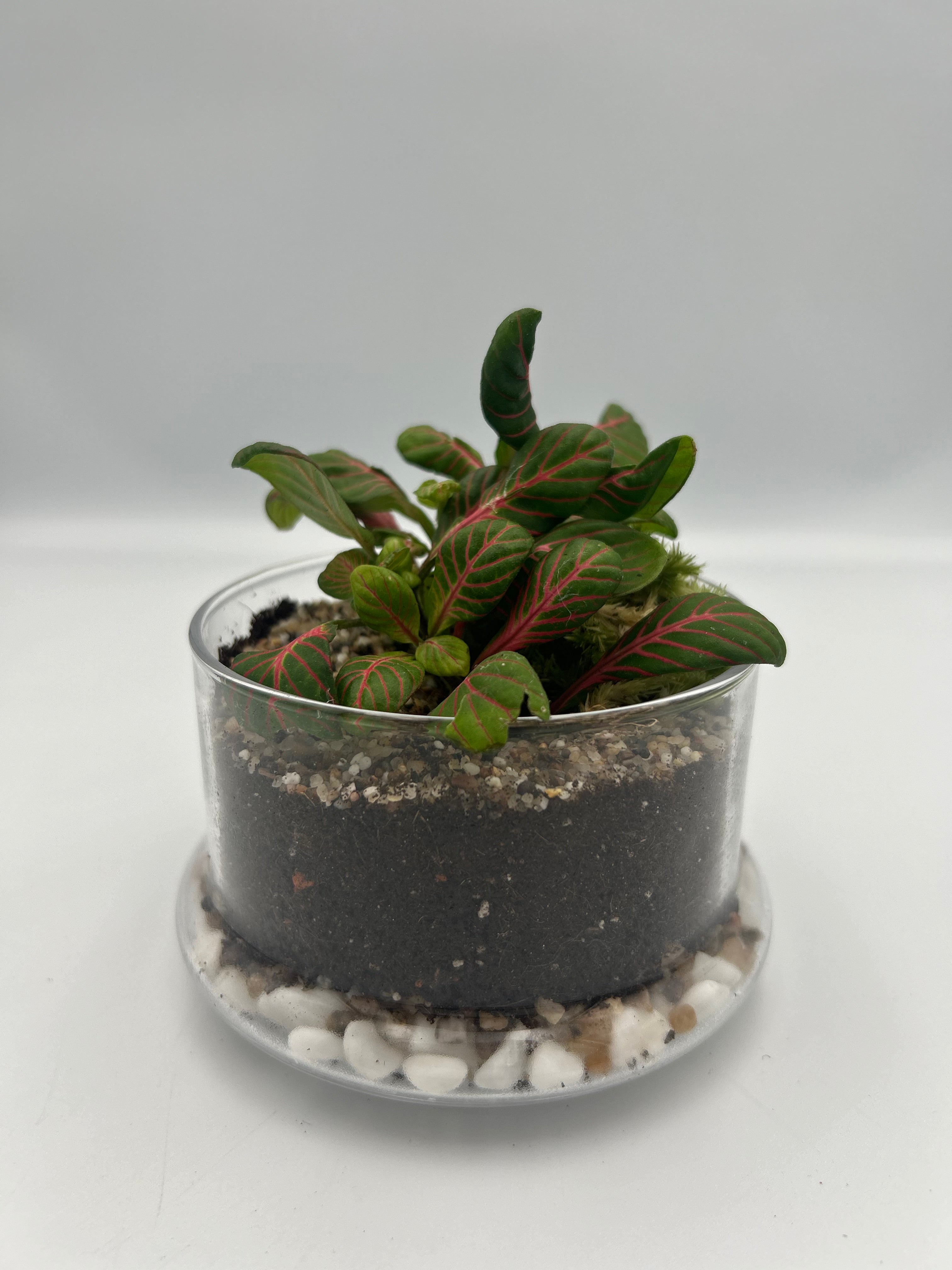 Fittonia Dome Terrarium (Large)