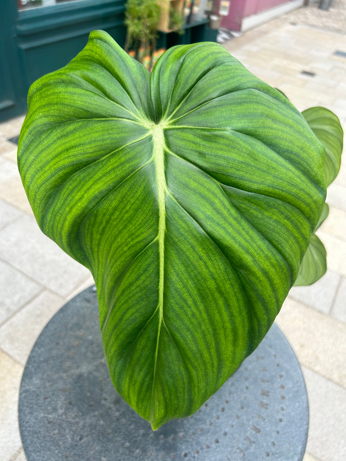 Philodendron Pastazanum
