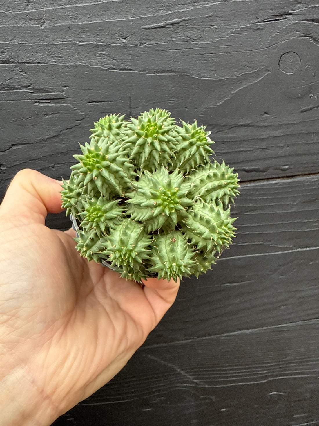 Euphorbia Ingens Susanna