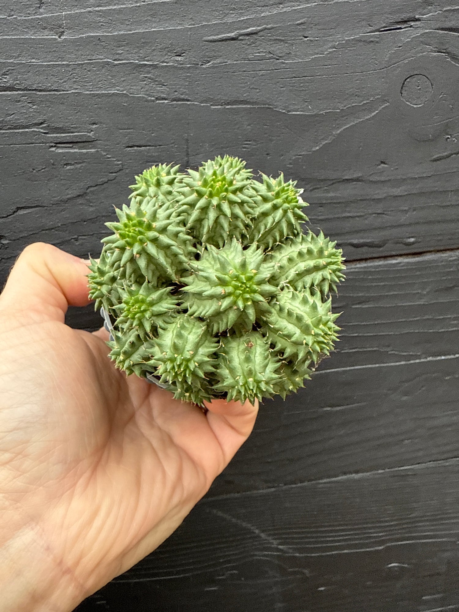 Euphorbia Ingens Susanna