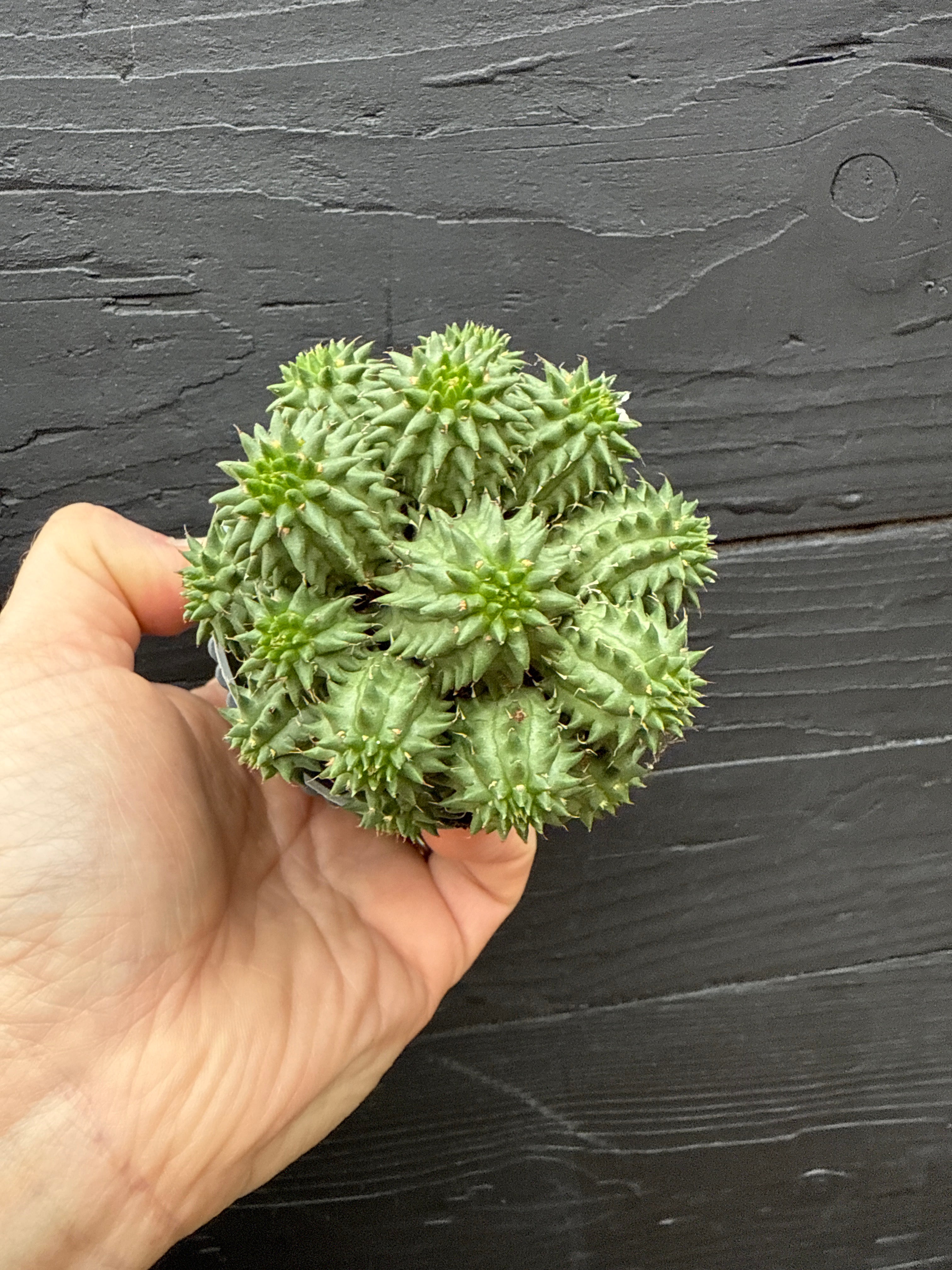 Euphorbia Ingens Susanna