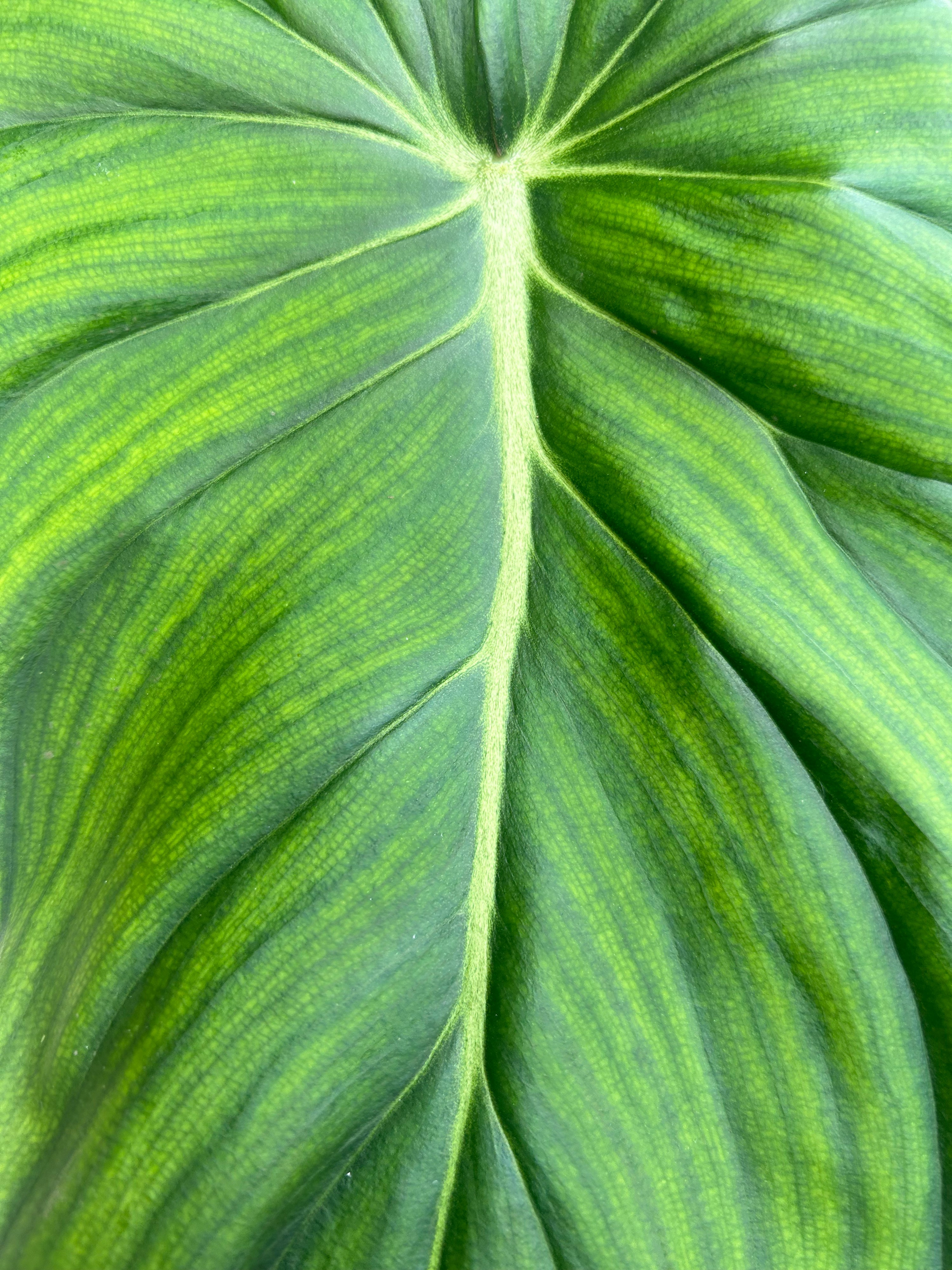 Philodendron Pastazanum