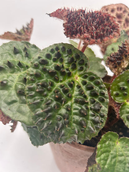 Begonia Ferox