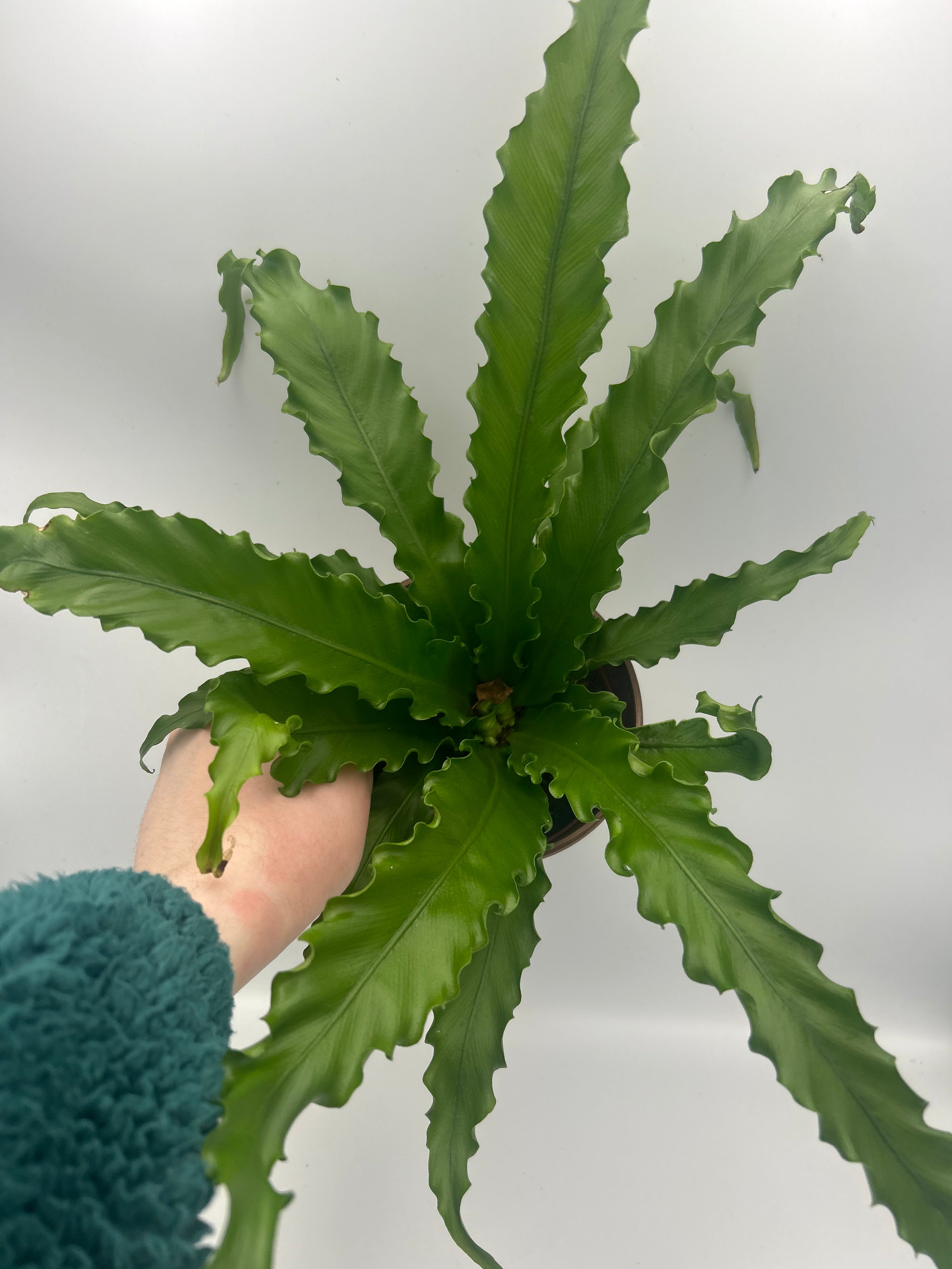Asplenium Osaka