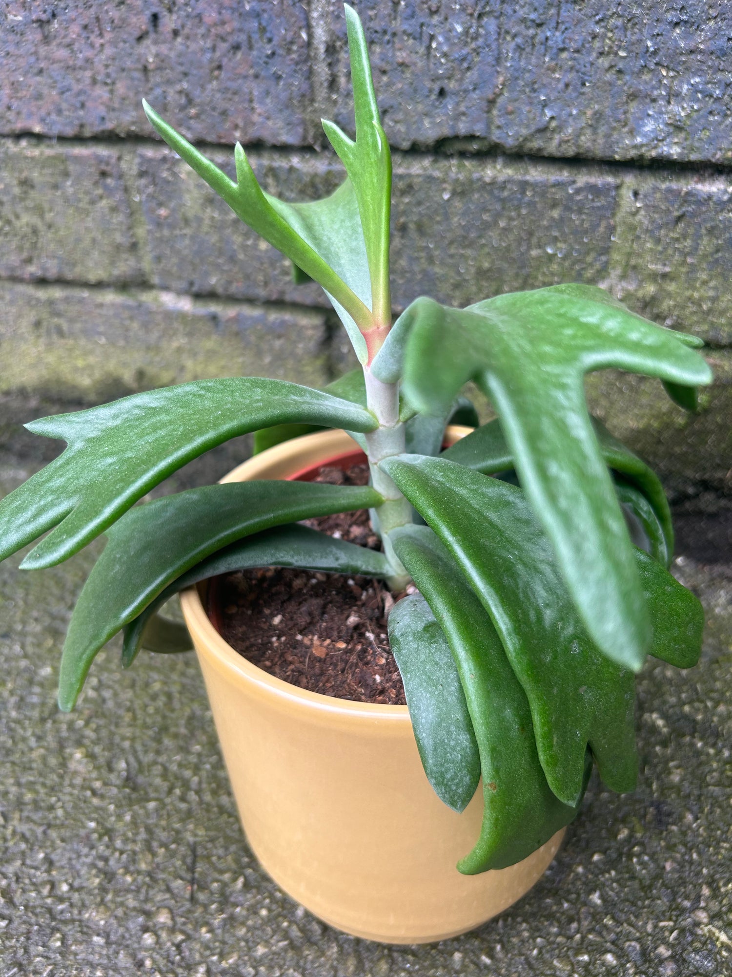 Cotyledon Rudolphs Antler