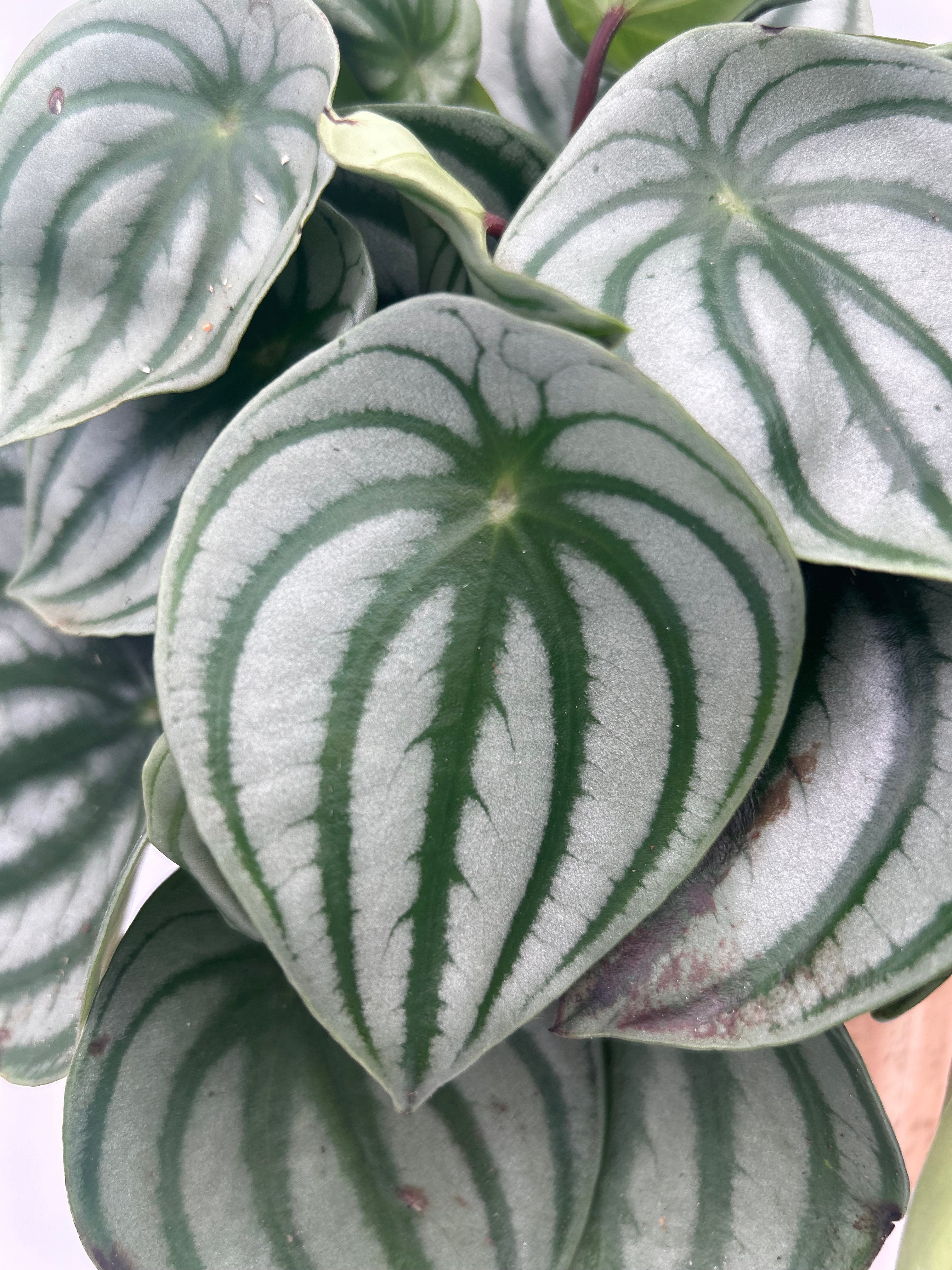 Peperomia argyreia