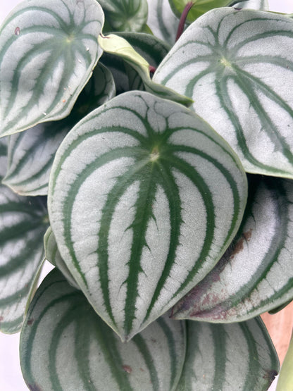 Peperomia argyreia