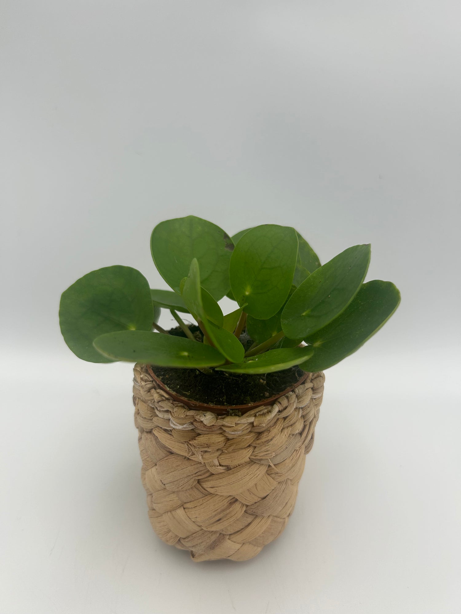 Pilea peperomoides