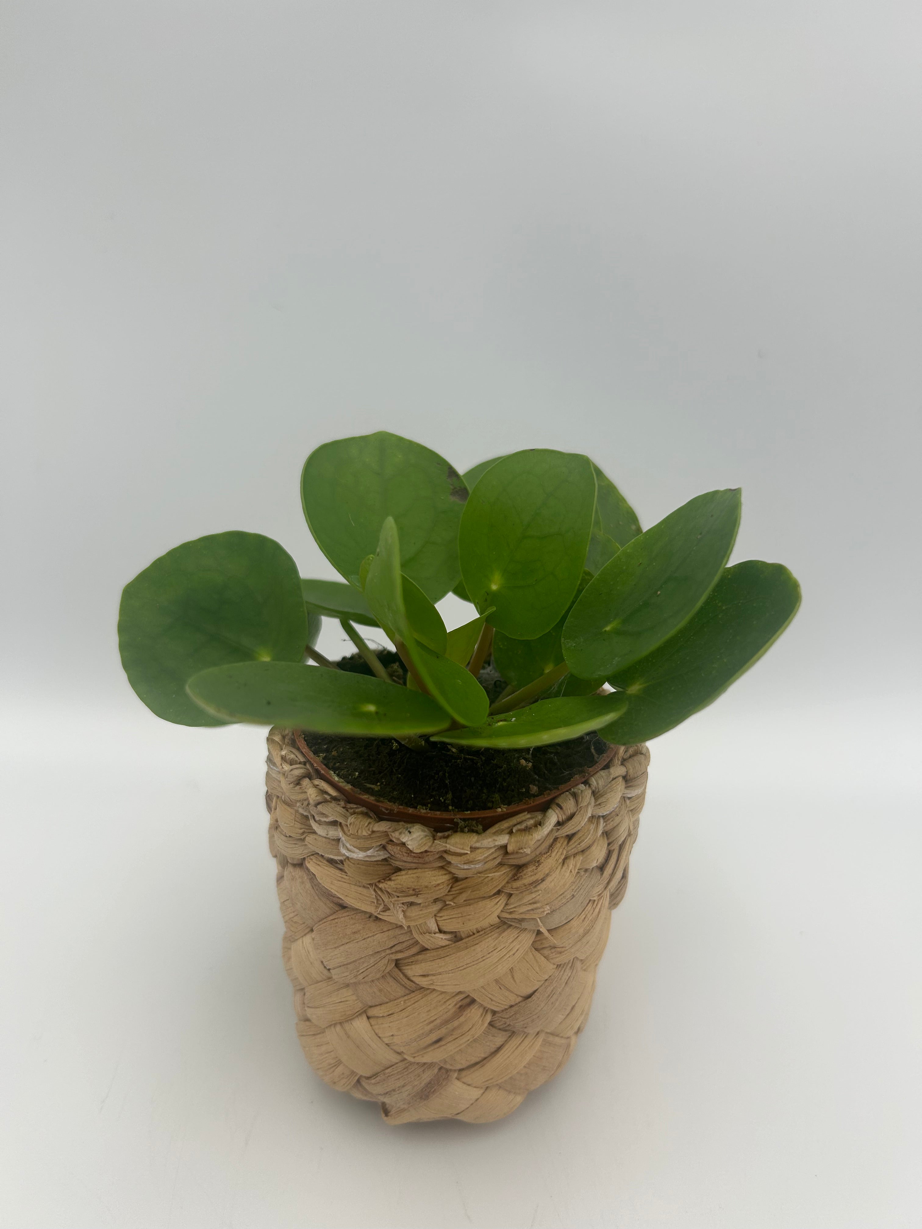 Pilea peperomoides