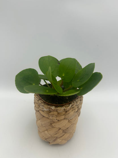 Pilea peperomoides