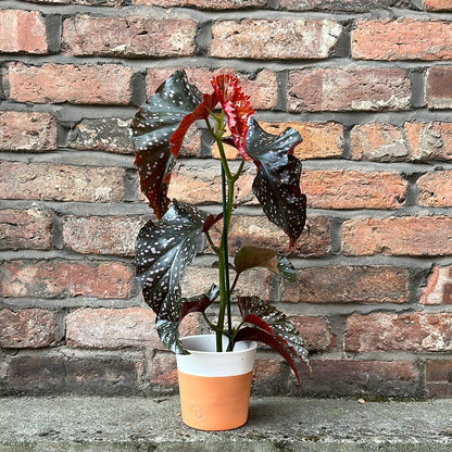 Begonia Cracklin Rosie