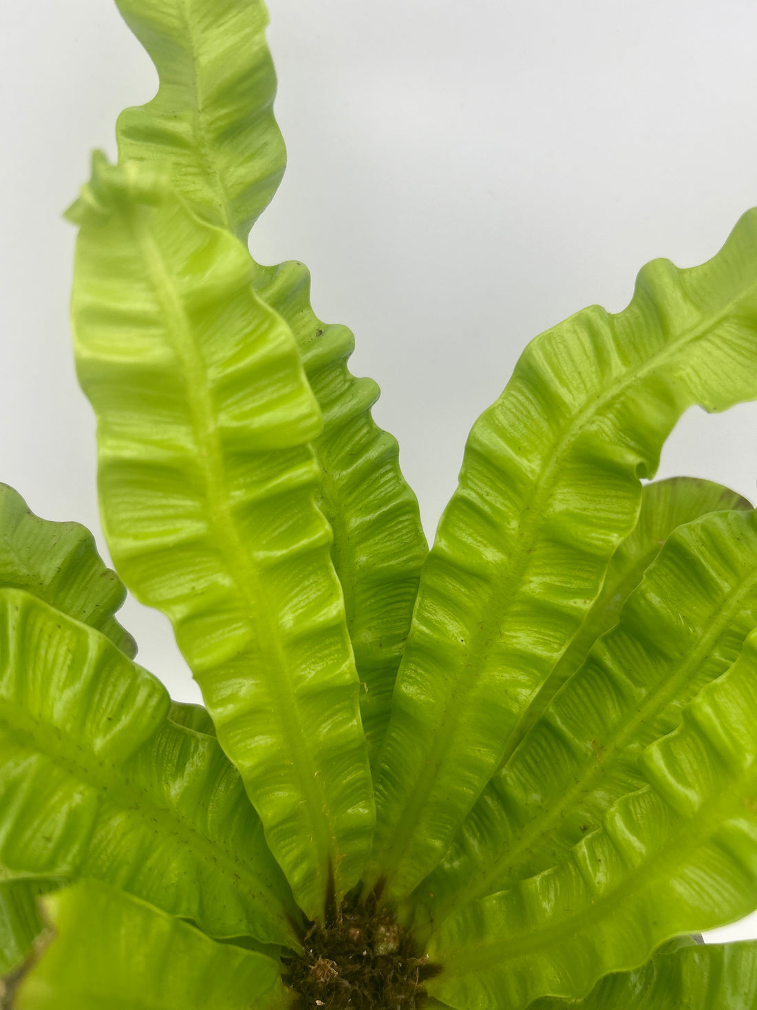 Asplenium Crispy Wave