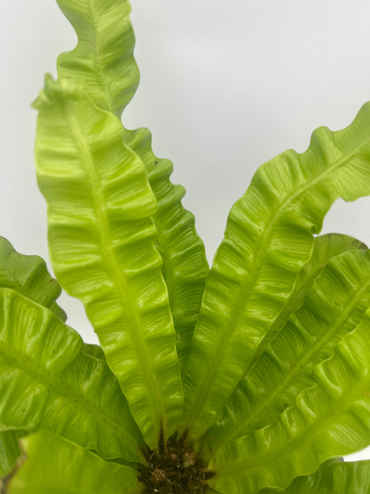 Asplenium Crispy Wave