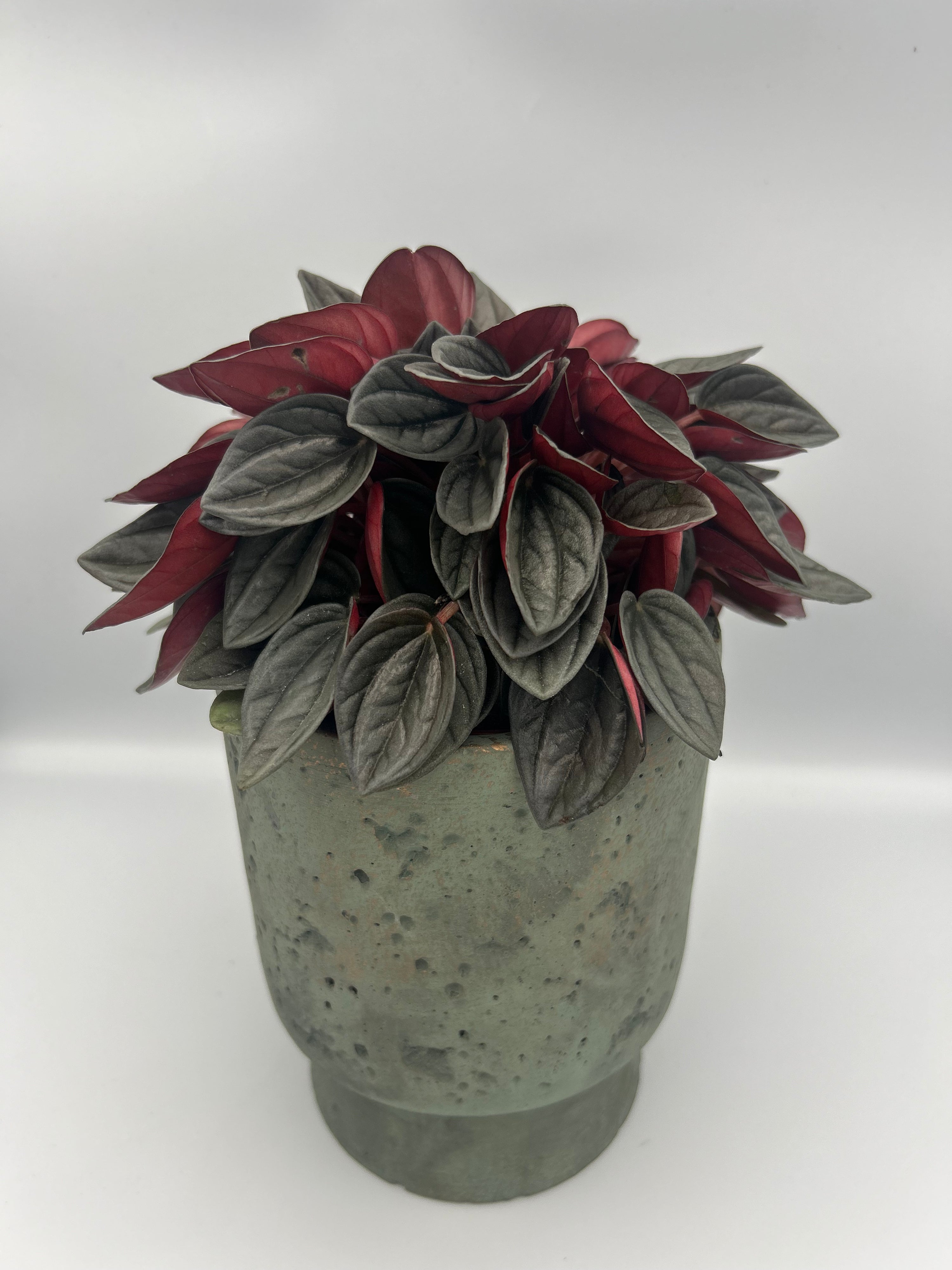 Peperomia Santorini