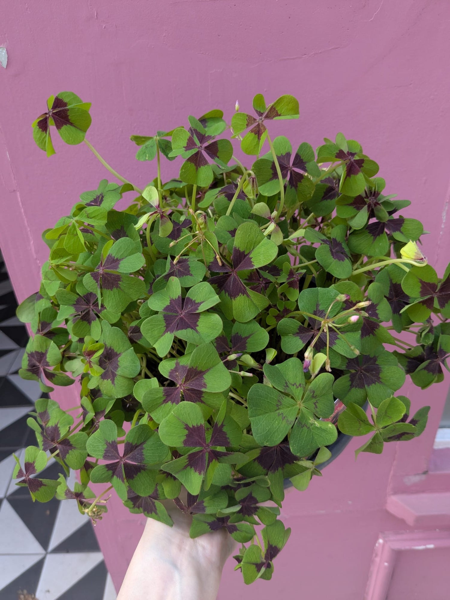 Oxalis Tetraphylla Iron Cross