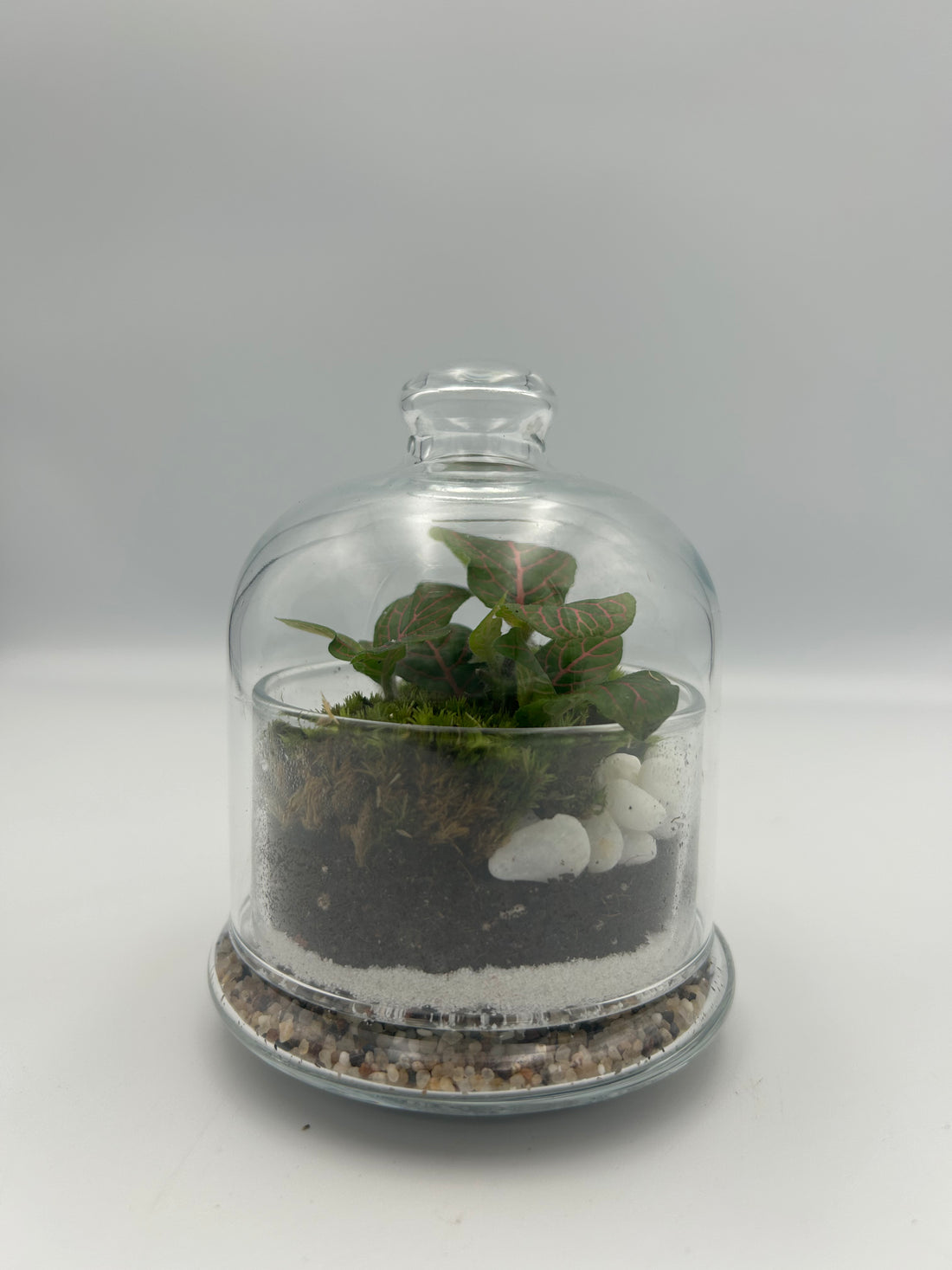 Fittonia Dome Terrarium (Small)