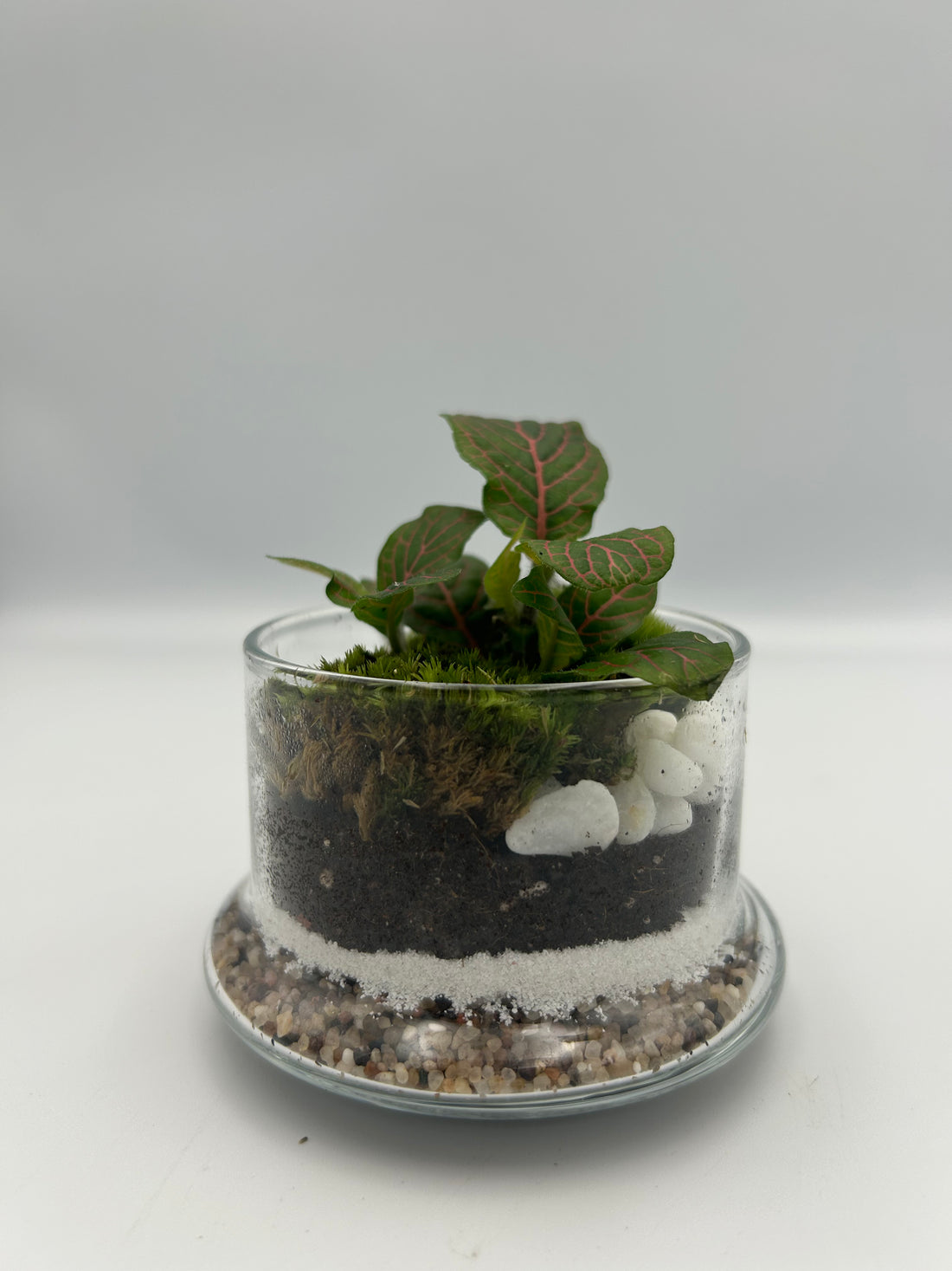 Fittonia Dome Terrarium (Small)
