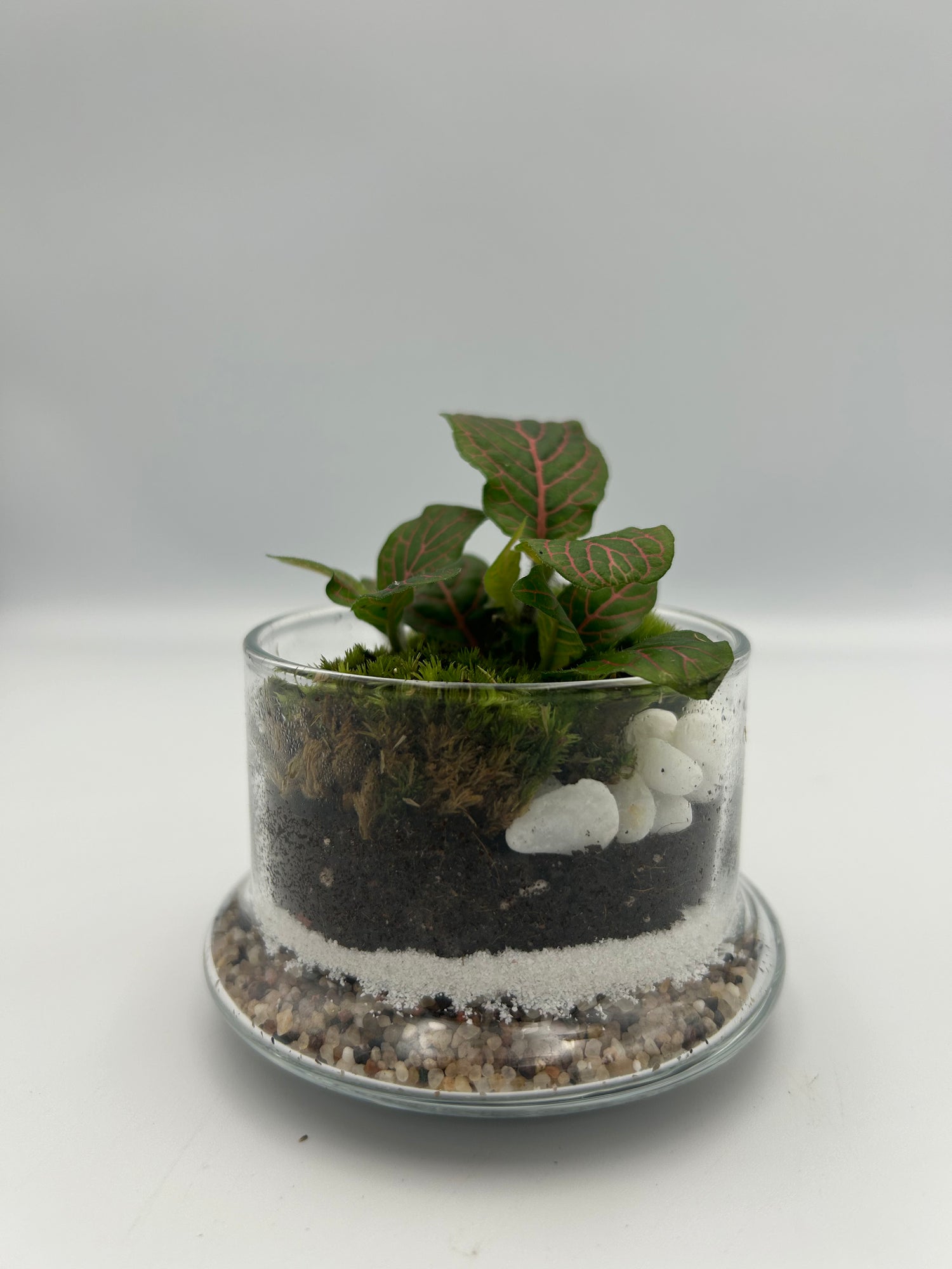 Fittonia Dome Terrarium (Small)