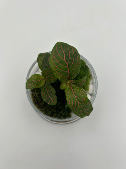 Fittonia Dome Terrarium (Small)