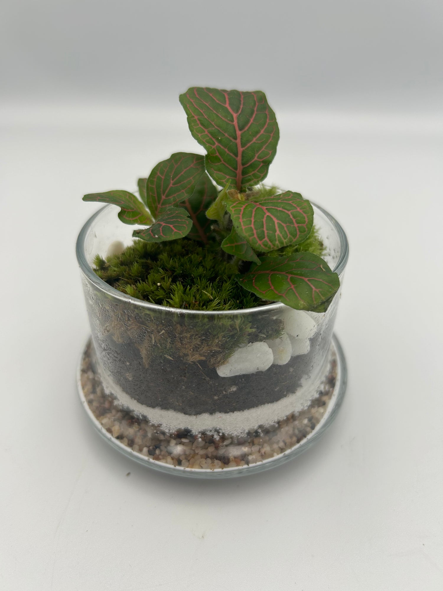 Fittonia Dome Terrarium (Small)