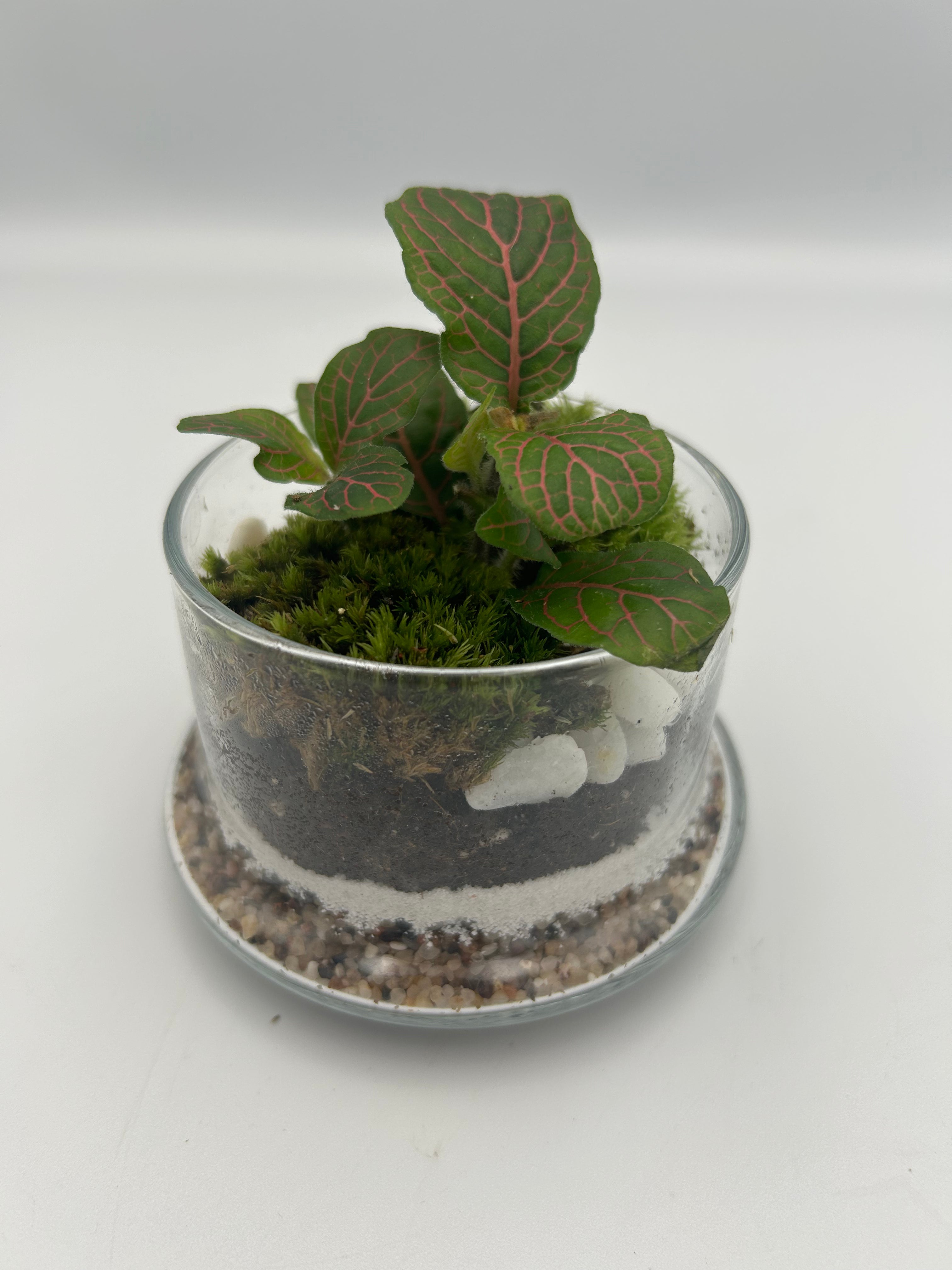 Fittonia Dome Terrarium (Small)