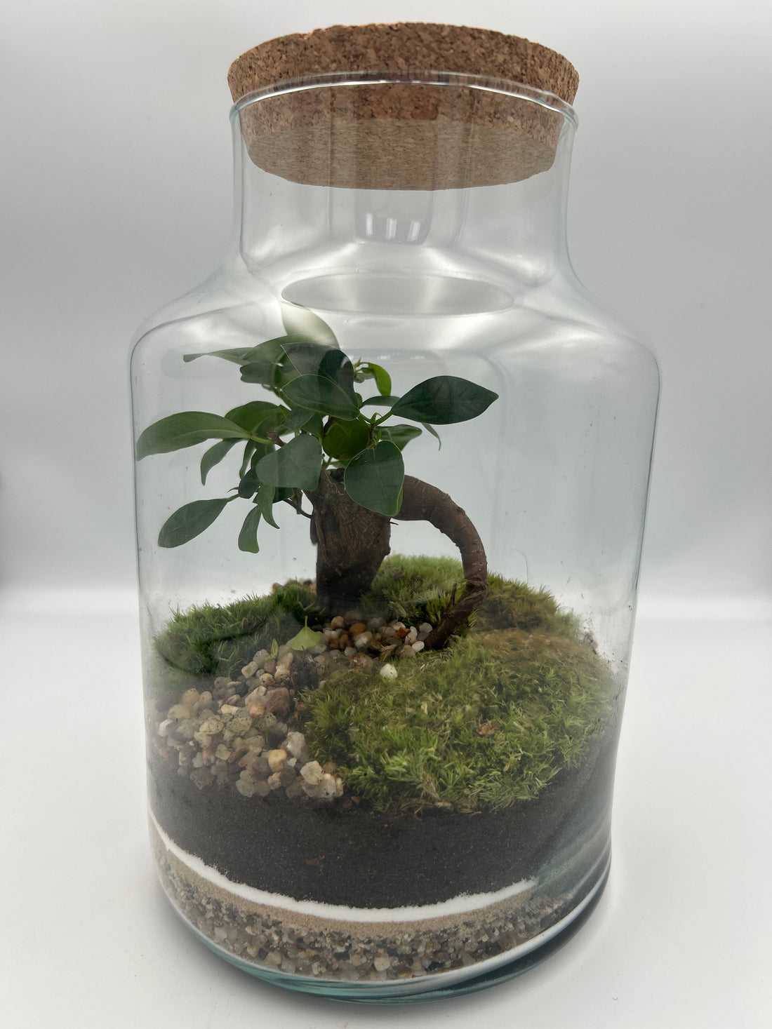 Cork-Lid Terrarium